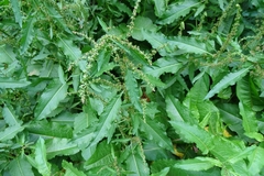 Rumex japonicus