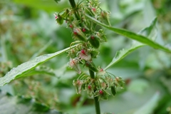 Rumex japonicus