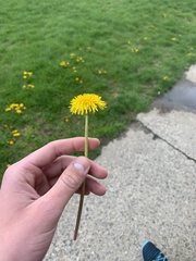 Taraxacum officinale