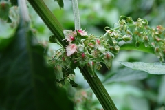 Rumex japonicus