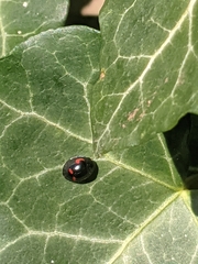 Exochomus quadripustulatus