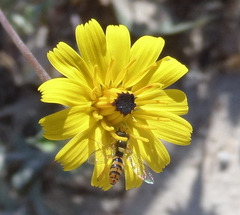 Sphaerophoria rueppellii