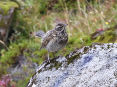 Turdus iliacus coburni
