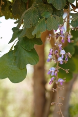 Millettia stuhlmannii