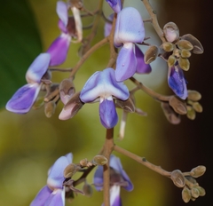 Millettia stuhlmannii