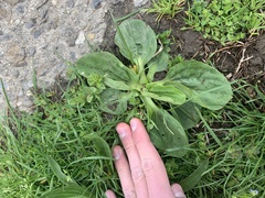 Plantago major