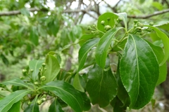Euonymus carnosus