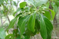 Euonymus carnosus