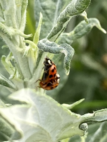 iNaturalist observation photo of Asian Lady Beetle
