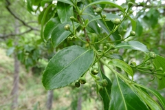 Euonymus carnosus