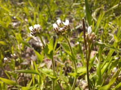 Arabis recta