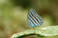 Cepheuptychia cephus