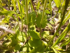 Arabis recta