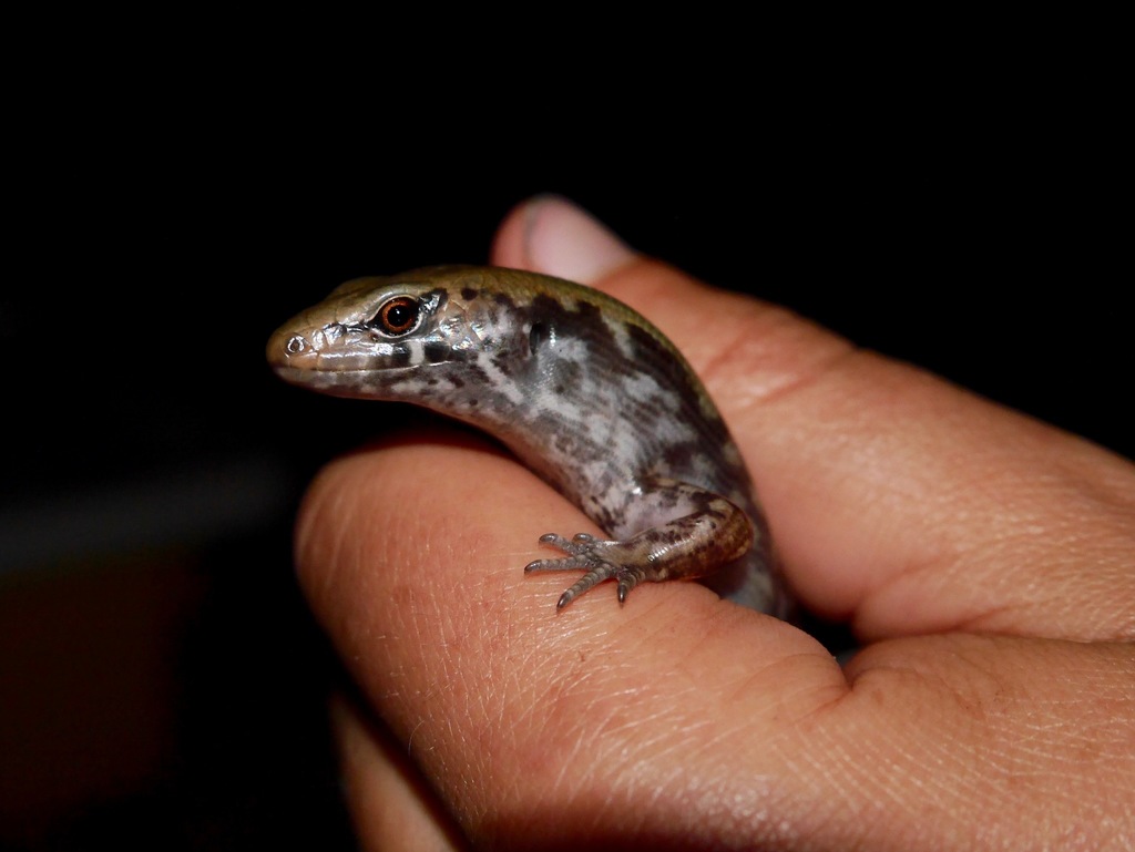 Marbled Skink