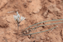 Androstephium breviflorum