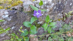 Vinca major