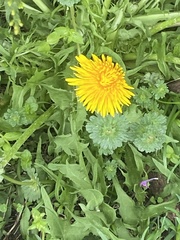 Taraxacum officinale