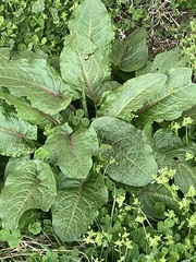 Rumex obtusifolius