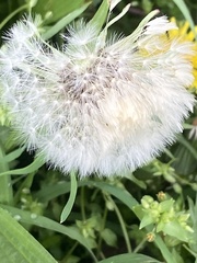 Taraxacum officinale