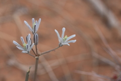 Androstephium breviflorum