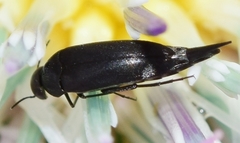 Mordella aculeata