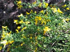 Genista triacanthos