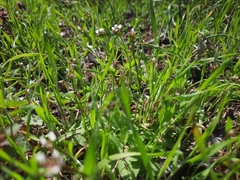 Arabis recta