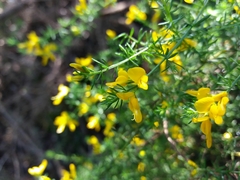 Genista triacanthos