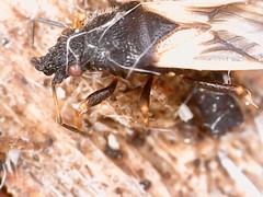 Metopoplax ditomoides