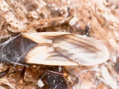 Metopoplax ditomoides
