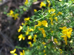 Genista triacanthos