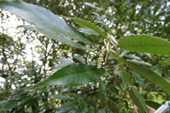 Quercus stenophylloides