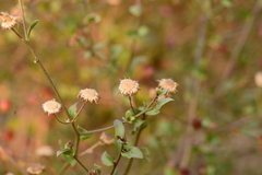 Blumea obliqua