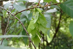 Carpinus kawakamii