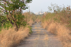 Blumea obliqua