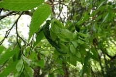 Carpinus kawakamii