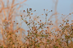 Blumea obliqua