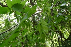 Carpinus kawakamii