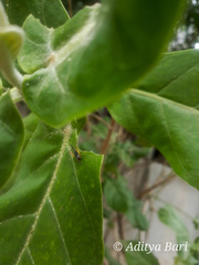 Trigonidium humbertianum