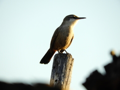 Ochetorhynchus melanurus