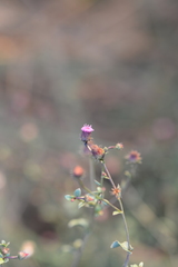 Blumea obliqua