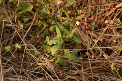 Blumea obliqua
