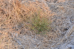Blumea obliqua