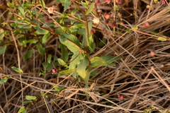 Blumea obliqua