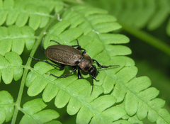 Carabus regalis