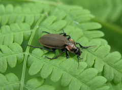 Carabus regalis