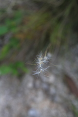 Andropogon leucostachyus