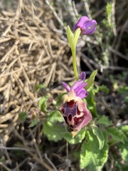 Ophrys calypsus