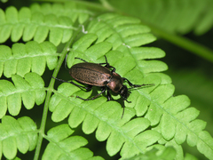 Carabus regalis