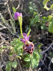 Ophrys calypsus